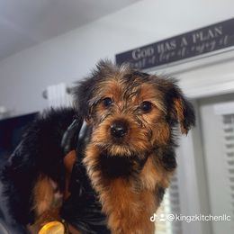 Boy 2 - Chocolate, tan and white male Yorkshire Terrier puppy in Virginia from KINGZ KENNEL