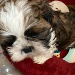 Shih Tzu Puppies from Prestige Shih Tzu Family