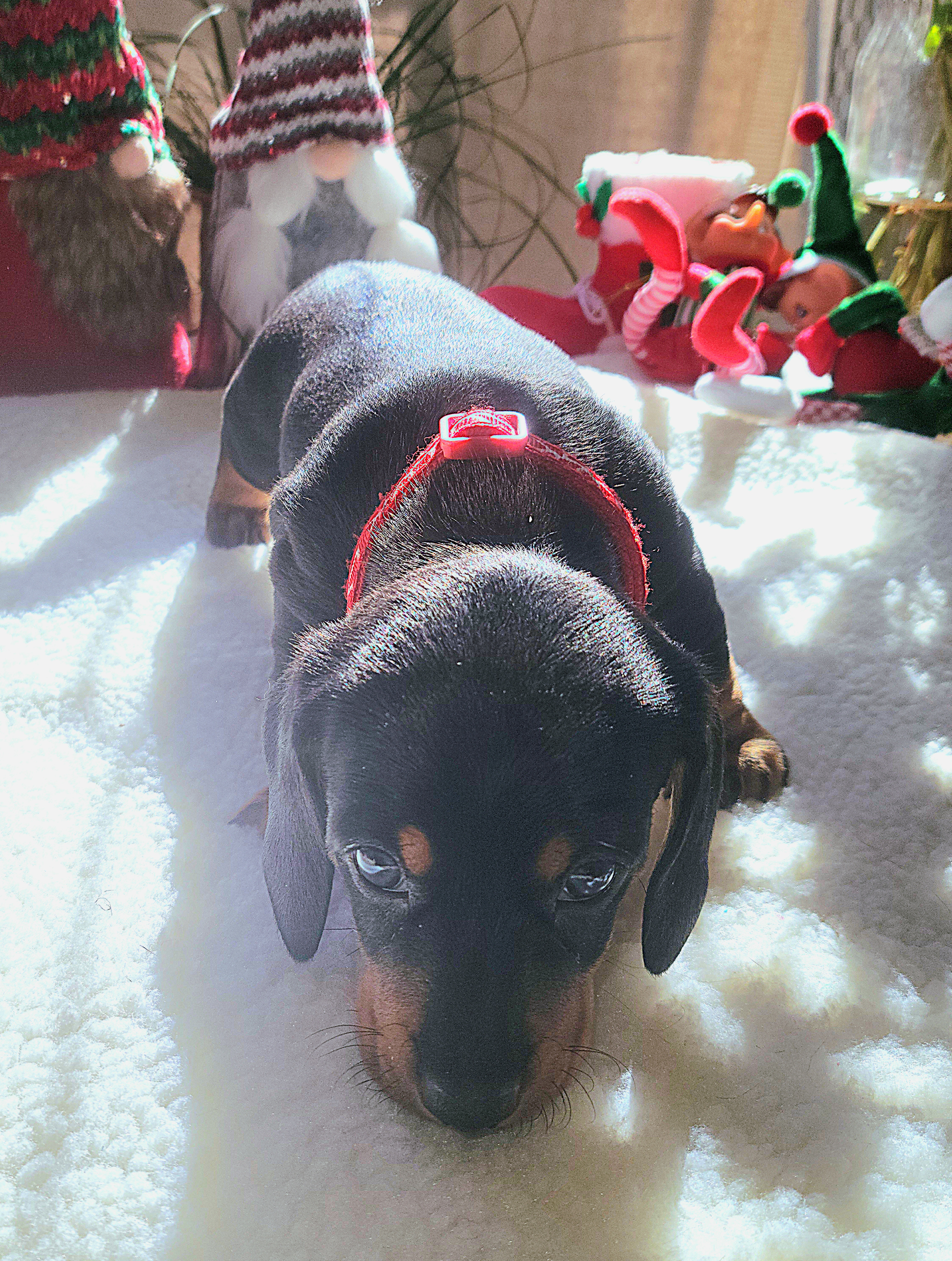 Dachshund Puppies from Evie's Mini Smooth Doxie Ranch