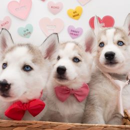 Golden Retriever, Miniature American Shepherd, and Siberian Husky Puppies from HuskiesAndGoldensWithFinesse