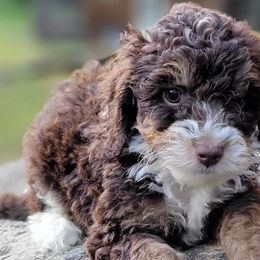Aussiedoodles, Bernedoodles, and Cockapoos from Jam's Doodles And Poodles