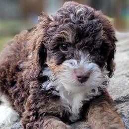 Aussiedoodles, Bernedoodles, and Cockapoos from Jam's Doodles And Poodles