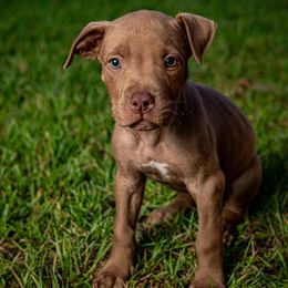 Chief - Brown male American Bully puppy in El Dorado, Arkansas from KO Dynasty Kennels
