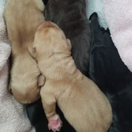 Labrador Retrievers from Jennifer Lepak's Labrador Retrievers