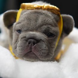 Halle - Blue female French Bulldog puppy in Joliet, Illinois from MarvelousFrenchies