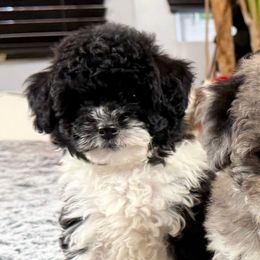 Domino - Parti female Poodle puppy in Queens, New York from The 2 Musketeers_Cockapoos