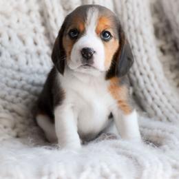 Nova - Blue tan and white female Beagle puppy in Caldwell, Ohio from Folklore Kennel