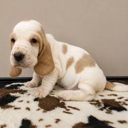 Aryana - Red and white female Basset Hound puppy in Denison, Texas from Emma Lou's Baby Bassets