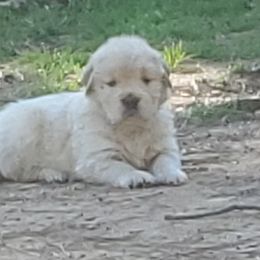 Golden Retriever Puppies from Sunkyst Golden Retrievers
