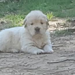 Golden Retriever Puppies from Sunkyst Golden Retrievers