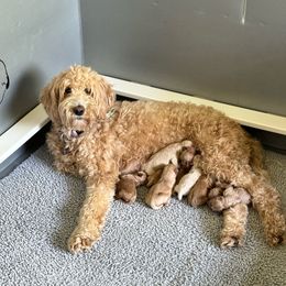 Buttercup - Goldendoodle