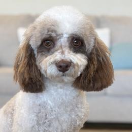 Australian Labradoodles, Goldendoodles, and Poodles from Leila Pearson