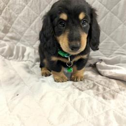 Loralei - Black and cream female Dachshund puppy in Rising Star, Texas from BEAW Doxies