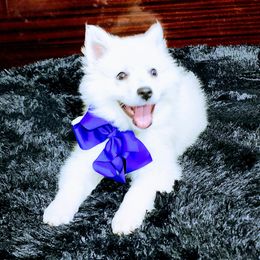 American Eskimo Dog Puppies from Pecan Ridge Puppies