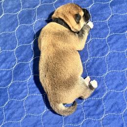 Ryuu - Red male Shiba Inu puppy in Inverness, Florida from Shore Thing Shiba’s