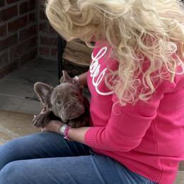 French Bulldog puppies from Dreampups