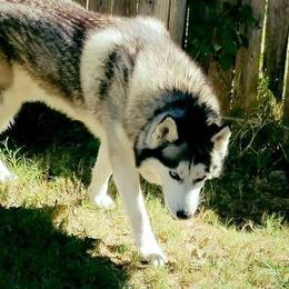 Siberian Husky All Grown Up from Great Warriors