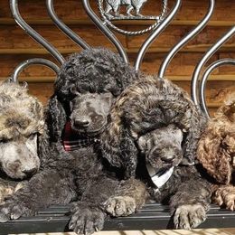 Poodles from Bear Mountain Poodles