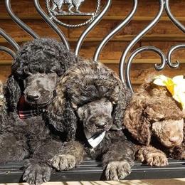 Poodles from Bear Mountain Poodles