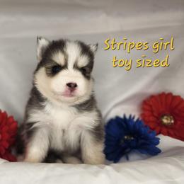 Stripes girl - Blue female Pomsky puppy in Isanti, Minnesota from Magnum Pomskies