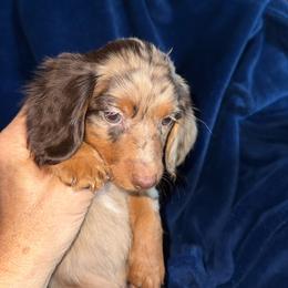 Toffee - Dapple female Dachshund puppy in Kennebec, South Dakota from Lila's Dachshunds