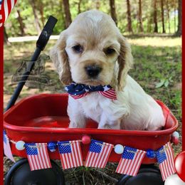 Jackson - Red roan male Cocker Spaniel puppy in Tecumseh, Oklahoma from Gambill's Cocker Spaniel Cuties