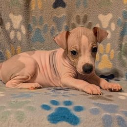 Rambutan - White, black sable red male American Hairless Terrier puppy in Phoenix, Arizona from Bare Valley