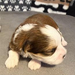 Boy 1 - Red brindle male Havanese puppy in Elkins, Arkansas from Havana Knights Havanese
