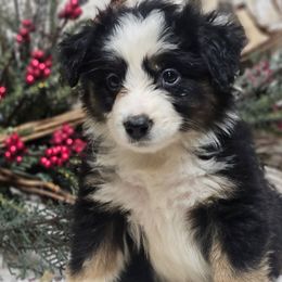 Pumpkin - Black tri male Miniature Australian Shepherd puppy in Bethany, Connecticut from Tini Thyme Mini Aussies