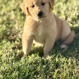 Jay - Light golden male Golden Retriever puppy in Chandler, Arizona from Az K9 Companions
