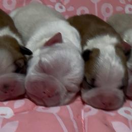 Journee - Fawn female Boston Terrier puppy in Brazos Point, Texas from TX Southern Belle Boston Terriers