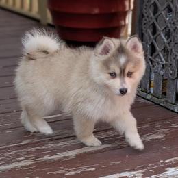Ronnie- Male - Blue Eyes - Wolf sable male Pomsky puppy in Hurleyville, New York from My Crazy Pomskys