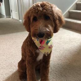 Goldendoodle Puppies from Alger Doodles