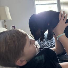 Dachshund Puppies from Little Legs Miniature Dachshunds