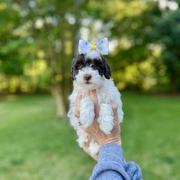 Bernedoodle and Goldendoodle Puppies from Allie's Southern Doodles