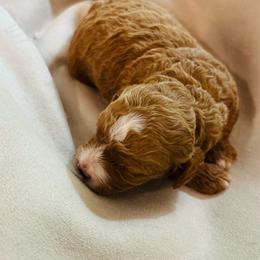 Shannon - Apricot and white female Cavachon puppy in Natural Bridge, Virginia from Rockbridge Puppies