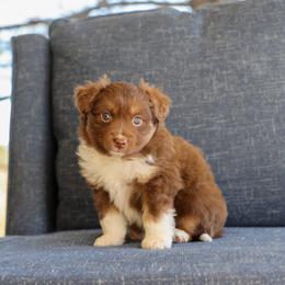 Casper - Red tri male Miniature Australian Shepherd puppy in Hamilton, Montana from North Lake Aussies