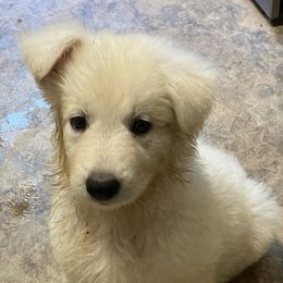 German Shepherds from ASJ White Shepherds, LLC