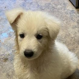 German Shepherds from ASJ White Shepherds, LLC