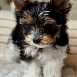 Black Boy 2500 - Black tan and white male Biewer Terrier puppy in Ambrose, Georgia from Southern Star Biewer Terriers