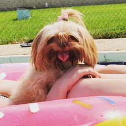 Shih Tzu Puppies from Savage Elegance Texas
