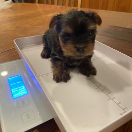 Goldendoodle and Yorkshire Terrier Puppies from Pups of the Lowcountry