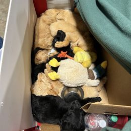 Labradoodle and Poodle Puppies from Hades Flame Kennel