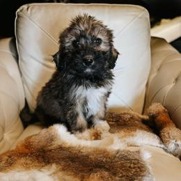 Blue Collar - Sable male Bernedoodle puppy in Carencro, Louisiana from Southern Bayou Poodles and Doodles