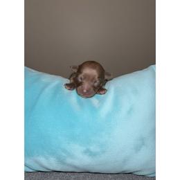 Richie - Brown male Poodle puppy in Lancaster, South Carolina from Semone’s Poodles