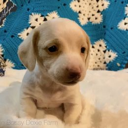 Dachshund and Miniature Schnauzer Puppies from The Bossy Doxie Farm