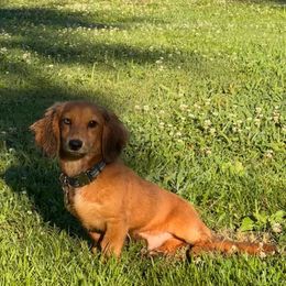 Dachshund All Grown Up from Ky’s dachshunds