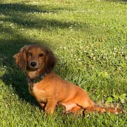 Dachshund All Grown Up from Ky’s dachshunds