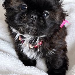 Polly - Black female Shih Tzu puppy in Aptos, California from Glorious Shih Tzu