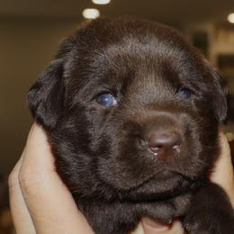 Snap - Chocolate male Labrador Retriever puppy in Camden, Indiana from Camden's Caring Canines